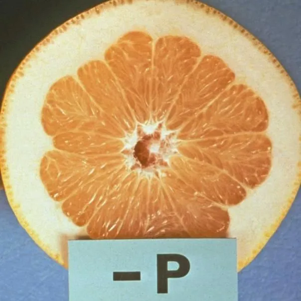 thumbnail for publication: Citrus Nutrition Management Practices